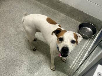 Rescue Boxer and Mixed Breed Dogs for Adoption in Loveland, Colorado - COOKIE | PetCurious