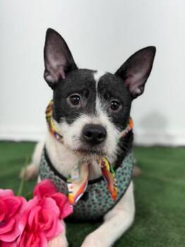 Pepperoni-One of our Amazing Rescue Dogs -  Rat Terrier and Border Terrier Dog for Adoption in Carlsbad, California - Pepperoni-One Of Our Amazing Rescue Dogs | PetCurious