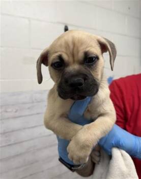DANE -  Mastiff Dog for Adoption in San Bernardino, California - DANE | PetCurious