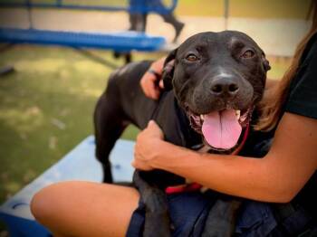 BEANS -  Pit Bull Terrier Dog for Adoption in Orlando, Florida - BEANS | PetCurious