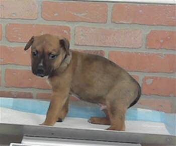 BREZZY -  American Staffordshire Terrier and Mixed Breed Dog for Adoption in Houston, Texas - BREZZY | PetCurious