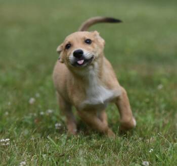 Antonio -  German Shepherd Dog and Retriever Dog for Adoption in Mechanicsburg, Pennsylvania - Antonio | PetCurious