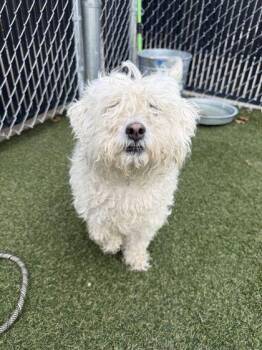 Oxford -  Mixed Breed Dog for Adoption in Lafayette, Indiana - Oxford | PetCurious