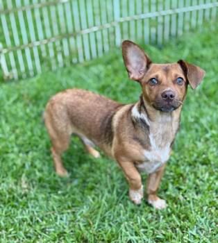 Buck -  Miniature Dachshund and Chihuahua Dog for Adoption in Lucedale, Mississippi - Buck | PetCurious