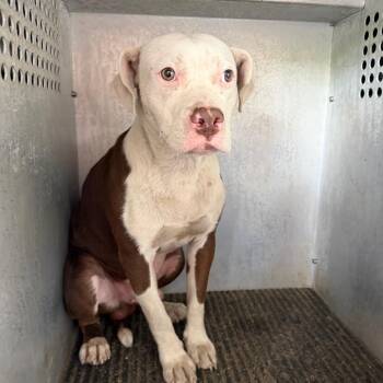 Pit Bull Terrier Dogs Available for Adoption in Birmingham, Alabama - Mack | PetCurious
