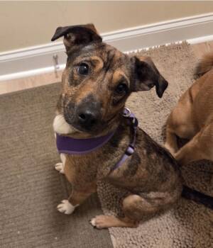 Rescue Terrier Dogs for Adoption in Plainfield, Illinois - Rogue | PetCurious