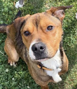 Ferris Bueller -  Shepherd Dog for Adoption in Richmond, Virginia - Ferris Bueller | PetCurious