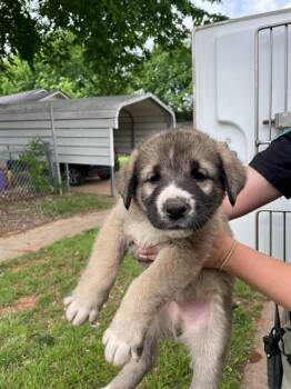 Anatolian Shepherd and Mixed Breed Dogs Available for Adoption in Oklahoma City, Oklahoma - A473639 | PetCurious