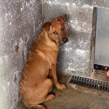 Mixed Breed Dogs Available for Adoption - Daxo | PetCurious