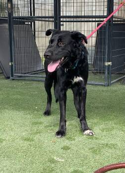 Shepherd Dogs Available for Adoption in Grass Valley, California - Beethoven | PetCurious