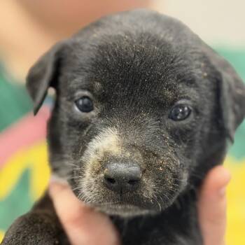 Australian Cattle Dog Blue Heeler Dogs Available for Adoption in Midland, Texas - Forky | PetCurious