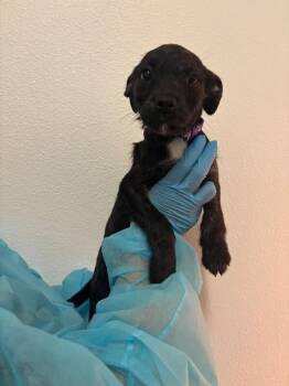 Terrier and Mixed Breed Dogs Available for Adoption in Los Angeles, California - Oatmeal Raisin | PetCurious
