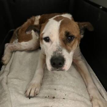 Rescue Labrador Retriever and Pit Bull Terrier Dogs for Adoption in Lyndhurst, Virginia - Bailey | PetCurious
