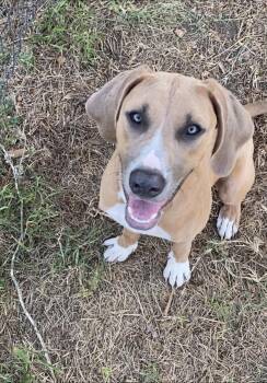 Stormy -  Labrador Retriever Dog for Adoption in The Woodlands, Texas - Stormy | PetCurious