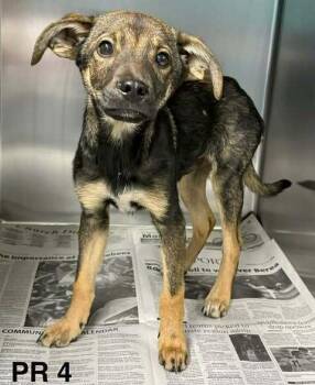 Terrier Dogs Available for Adoption in Brewster, New York - Acorn (TN A Litter) | PetCurious