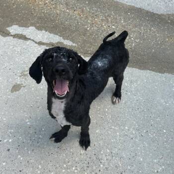 Bryson -  Poodle and Mixed Breed Dog for Adoption in Baton Rouge, Louisiana - Bryson | PetCurious