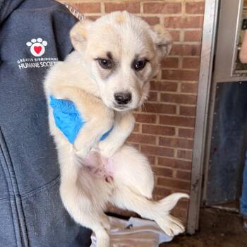 Labrador Retriever Dogs Available for Adoption - Dorna | PetCurious