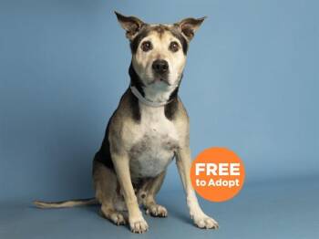 German Shepherd Dog and Labrador Retriever Dogs Available for Adoption - KOTA | PetCurious