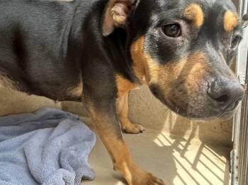BUNNY -  Pit Bull Terrier and Mixed Breed Dog for Adoption in Oklahoma City, Oklahoma - BUNNY | PetCurious