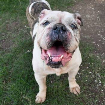 English Bulldog Dogs Available for Adoption in Beaumont, Texas - Alpo | PetCurious