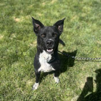 Rocky -  Black Labrador Retriever and Australian Cattle Dog Blue Heeler Dog for Adoption in Rifle, Colorado - Rocky | PetCurious