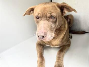 Labrador Retriever and Mixed Breed Dogs Available for Adoption in Houston, Texas - A654688 | PetCurious