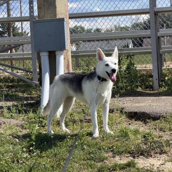 Juniper -  Pomeranian and Husky Dog for Adoption in Avon, Ohio - Juniper | PetCurious