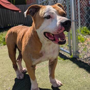 Blaze -  Pit Bull Terrier Dog for Adoption in Aberdeen, Washington - Blaze | PetCurious