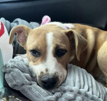 Terrier Dogs Available for Adoption in Warwick, Rhode Island - Fallon SS In RI | PetCurious