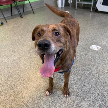 Anthony -  Mountain Cur and Mixed Breed Dog for Adoption in Falls Church, Virginia - Anthony | PetCurious