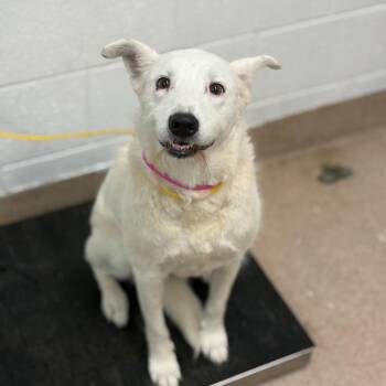 Aspen -  Mixed Breed Dog for Adoption in Ardmore, Oklahoma - Aspen | PetCurious