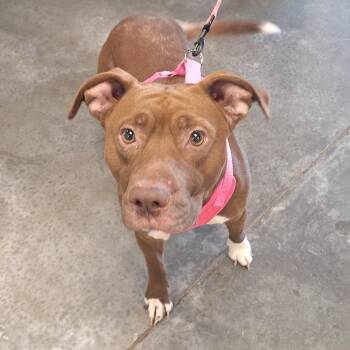 Bunny -  Pit Bull Terrier Dog Available for Adoption in Gautier, Mississippi - Bunny | PetCurious