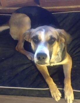 Foxhound and Labrador Retriever Dogs Available for Adoption in Carlsbad, California - Camila | PetCurious