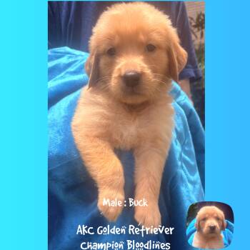 Buck -  Golden Retriever Dog for Sale in Houston, Texas - Buck | PetCurious