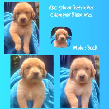 Buck -  Golden Retriever Dog for Sale in Houston, Texas - Buck | PetCurious