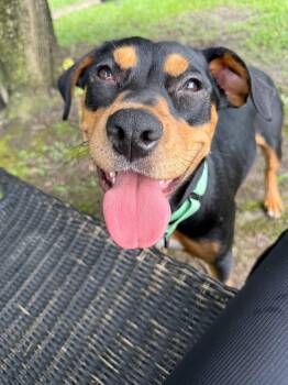 Rescue Rottweiler Dogs for Adoption in Charlotte, North Carolina - Reese | PetCurious