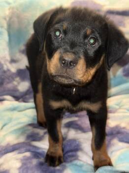 Rottweiler Dogs Available for Adoption - Kimber | PetCurious