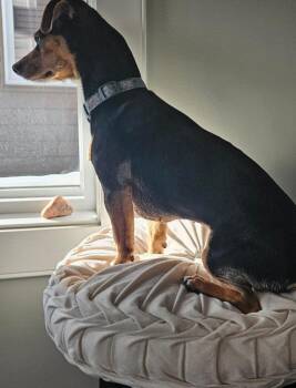 Rat Terrier and Miniature Pinscher Dogs Available for Adoption - Pauli | PetCurious