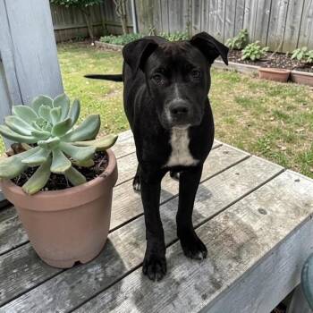 Black Labrador Retriever Dogs Available for Adoption in Williston, Vermont - Rhett | PetCurious