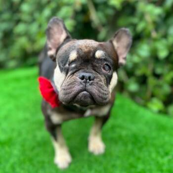 HELEN -  French Bulldog Dog for Adoption in San Francisco, California - HELEN | PetCurious