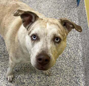 Blue -  Pit Bull Terrier Dog for Adoption in Golden, Colorado - Blue | PetCurious