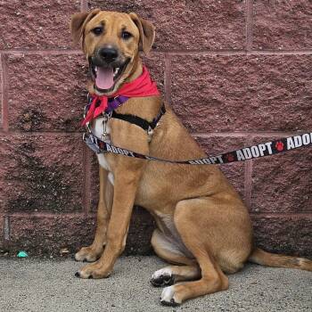 Janis "HERE IN NH" -  Mixed Breed Dog for Adoption in Northwood, New Hampshire - Janis "HERE IN NH" | PetCurious