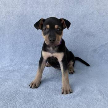 Flappy Bird -  Labrador Retriever and Mixed Breed Dog for Adoption in Carencro, Louisiana - Flappy Bird | PetCurious