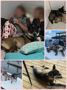 German Shepherd Dog Dogs Available for Adoption in Palm City, Florida - Mika  | PetCurious
