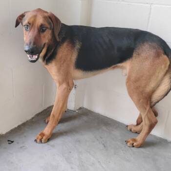 Mort 2657 -  Rhodesian Ridgeback Dog for Adoption in Loxahatchee Groves, Florida - Mort 2657 | PetCurious