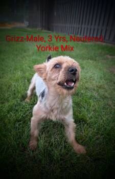 Grizz -  Yorkshire Terrier Dog for Adoption in Mauston, Wisconsin - Grizz | PetCurious