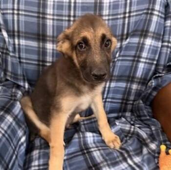 Axel Avenger -  German Shepherd Dog Dog for Adoption in Andover, Massachusetts - Axel Avenger | PetCurious