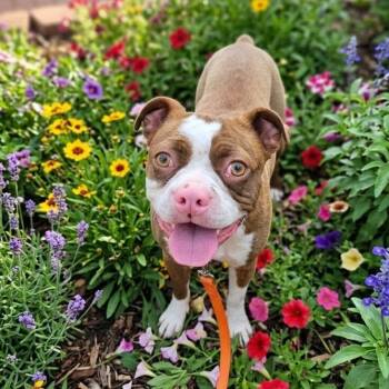 Darnell -  Boston Terrier and French Bulldog Dog for Adoption in Springfield, Missouri - Darnell | PetCurious