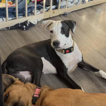 Rescue Staffordshire Bull Terrier and Great Dane Dogs for Adoption in Sadler, Texas - Wyatt | PetCurious