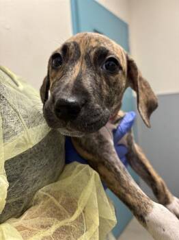 FUDGE -  Mastiff and Mixed Breed Dog for Adoption in Las Vegas, Nevada - FUDGE | PetCurious